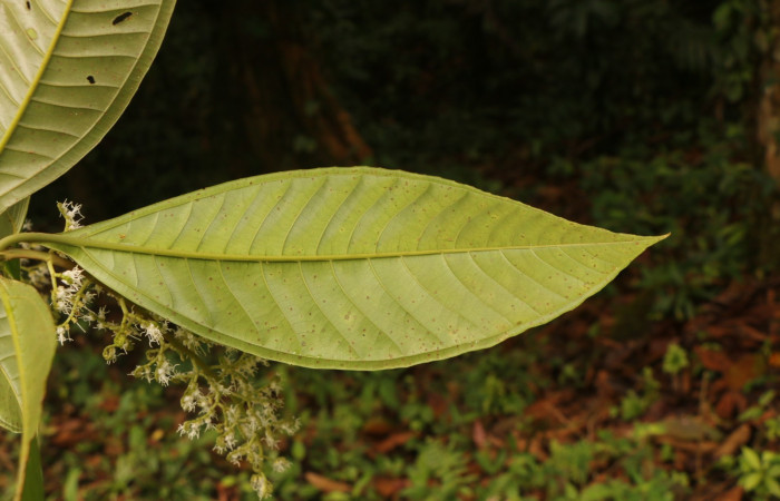 Figura. 5 Envés, <i>Miconia  trinervia</i>, (Melastomataceae). Area de Conservación Guanacaste. Sector Rincón Rain Forest. Selva, (elevación 410 metros), colectada el 26 de marzo 2023. Foto, Jorge Hernández. 
