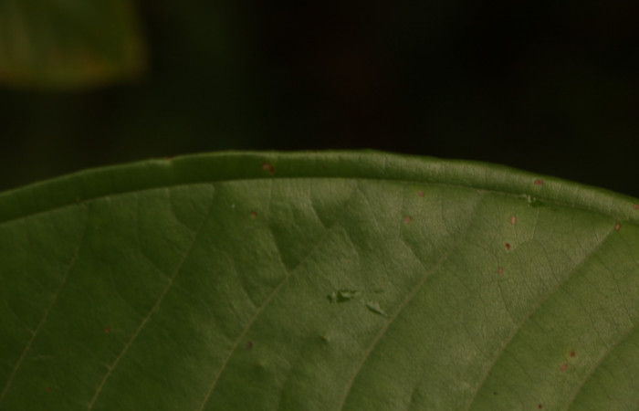 Figura. 6 Margen entero, <i>Miconia  trinervia</i>, (Melastomataceae). Area de Conservación Guanacaste. Sector Rincón Rain Forest. Selva, (elevación 410 metros), colectada el 26 de marzo 2023. Foto, Jorge Hernández. 
