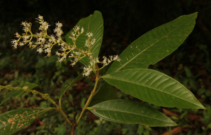 Figura. 7 Flores en punta de rama , <i>Miconia  trinervia</i>, (Melastomataceae). Area de Conservación Guanacaste. Sector Rincón Rain Forest. Selva, (elevación 410 metros), colectada el 26 de marzo 2023. Foto, Jorge Hernández. 
