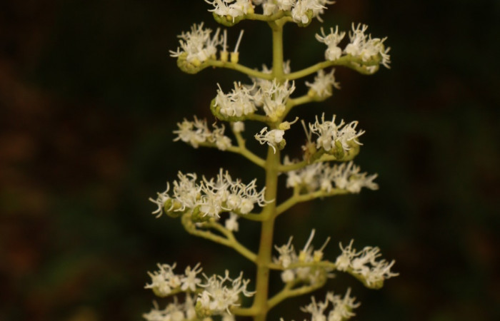 Figura. 8 Flores en racimo, <i>Miconia  trinervia</i>, (Melastomataceae). Area de Conservación Guanacaste. Sector Rincón Rain Forest. Selva, (elevación 410 metros), colectada el 26 de marzo 2023. Foto, Jorge Hernández. 
