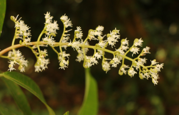 Figura. 9 Racimo de flores  lateral, <i>Miconia  trinervia</i>, (Melastomataceae). Area de Conservación Guanacaste. Sector Rincón Rain Forest. Selva, (elevación 410 metros), colectada el 26 de marzo 2023. Foto, Jorge Hernández. 
