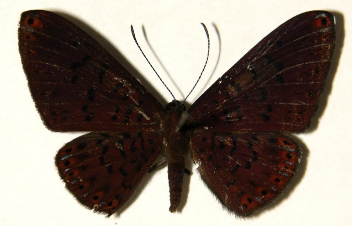 Figura 8. Adulto de larva <i>Metacharis victrix</i> (Riodinidae), (macho) vista dorsal, localidad Sendero Perdido Sector San Cristóbal ACG (620m). Voucher: 03-SRNP-7818-DHJ91902.jpg.