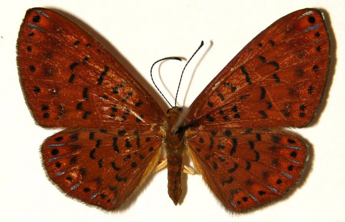 Figura 10. Adulto de larva <i>Metacharis victrix</i> (Riodinidae), (hembra) vista dorsal, localidad Sendero Perdido Sector San Cristóbal ACG (620m) Voucher: 03-SRNP-7819-DHJ91900.jpg.