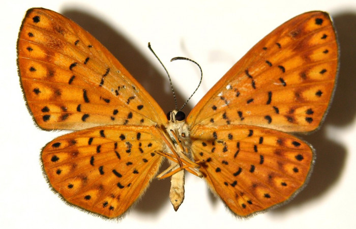 Figura 11. Adulto de larva <i>Metacharis victrix</i> (Riodinidae), (hembra) vista vental, localidad Sendero Perdido Sector San Cristóbal ACG (620m).  Voucher: 03-SRNP-7819-DHJ91901.jpg.