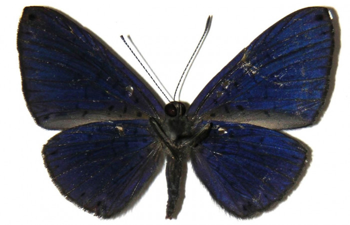 Figura 15. Adulto de larva <i>Metacharis umbrata</i> (Riodinidae), (macho) vista ventral, localidad, Sendero Juntas, Sector Rincon Rain Forest, ACG (400m). Voucher: 04-SRNP-42355-DHJ307391.jpg. 