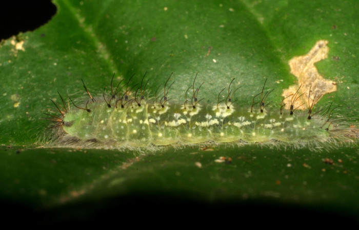 Figura 2. Larvas de <i>Metacharis victrix</i> (Riodinidae), en último estadío (U), vista lateral, localidad Sendero Palo Alto, Sector San Cristóbal, ACG (570m). Voucher: 06-SRNP-3808-DHJ410536.jpg.