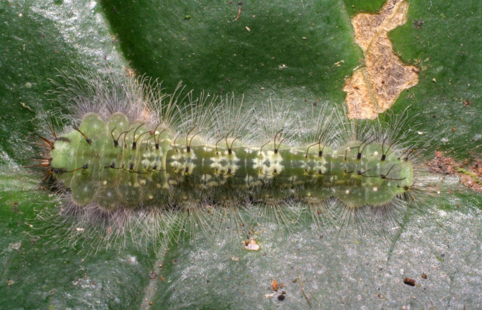 Figura 3. Larvas de <i>Metacharis victrix</i> (Riodinidae), en último estadío (U), vista dorsal, localidad Sendero Palo Alto, Sector San Cristobal, ACG (570m). Voucher: 06-SRNP-3808-DHJ410539.jpg.