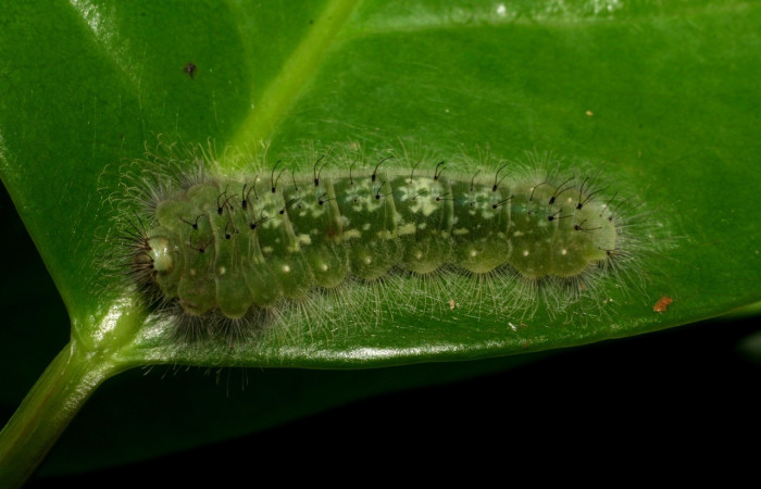 Figura 13. Larvas de <i>Metacharis umbrata</i> (Riodinidae), en último estadío (U), vista dorsal, localidad San Antonio, Sector Del Oro, ACG (335m). Voucher: 07-SRNP-22378-DHJ426522.jpg.