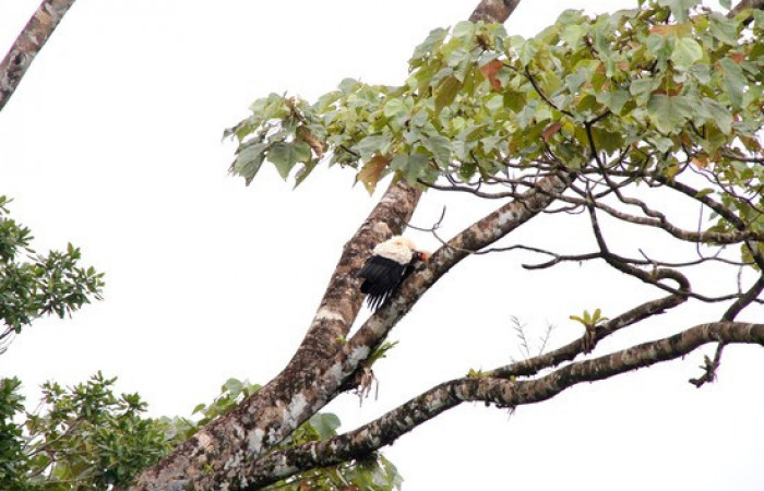 Fig.1 <i>Sarcoramphus papa</i> familia (Cathartidae). Foto,Pablo Umaña.