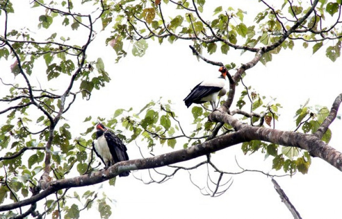 Fig.10 <i>Sarcoramphus papa</i> familia (Cathartidae). Foto,Pablo Umaña.