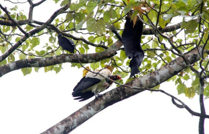 Fig.11 <i>Sarcoramphus papa</i> familia (Cathartidae), y zopilotes negros <i>Coragyps atratus</i>. Foto,Pablo Umaña Calderón.