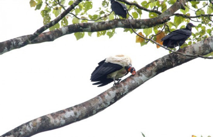 Fig.12 <i>Sarcoramphus papa</i> familia (Cathartidae), y zopilotes negros <i>Coragyps atratus</i>. Foto,Pablo Umaña.