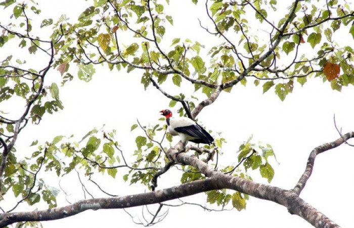 Fig.13 <i>Sarcoramphus papa</i> familia (Cathartidae). Foto,Pablo Umaña.