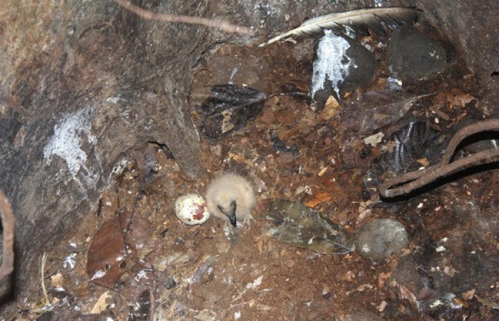 Fig.15 Polluelo <i>Coragyps atratus</i> familia (Cathartidae). Foto, Jose Perez.