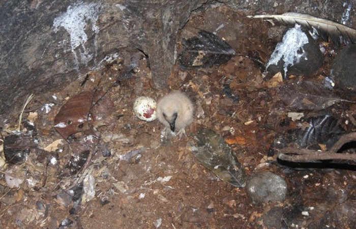 Fig.16 Polluelo <i>Coragyps atratus</i> familia (Cathartidae). Foto,Jose Perez.