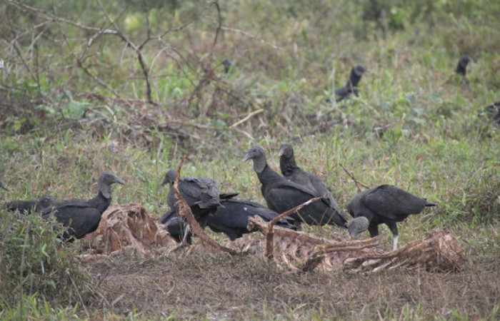 Fig.17 Grupo <i>Coragyps atratus</i> familia (Cathartidae). Foto, Pablo Umaña Calderón.