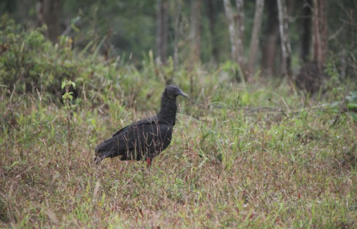 Fig.18 <i>Coragyps atratus</i> familia (Cathartidae). Foto,Pablo Umaña Calderón.