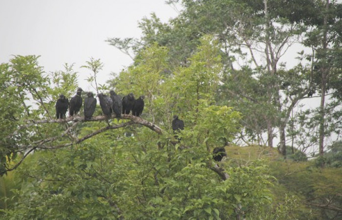 Fig.19 Grupo <i>Coragyps atratus</i> familia (Cathartidae), Foto, Pablo Umaña Calderón.
