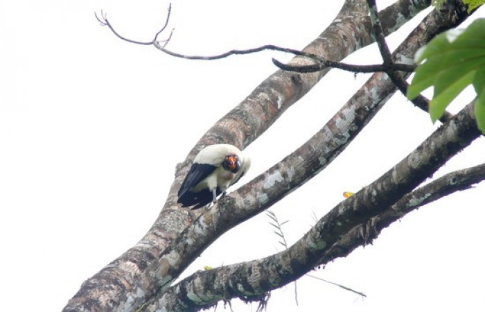 Fig.2 <i>Sarcoramphus papa</i> familia (Cathartidae). Foto, Pablo Umaña.