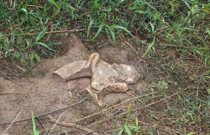 Fig.20  Restos de la piel de una res, fue alimentación de <i>Coragyps atratus</i>,  familia (Cathartidae). Foto,  Pablo Umaña Calderón.