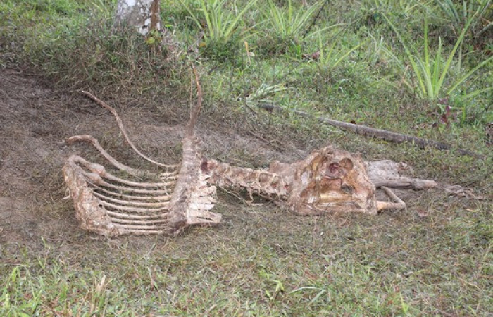 Fig.21 Huesos de una res, fue alimentación de <i>Coragyps atratus.</i> familia (Cathartidae). Foto,Pablo Umaña Calderón.
