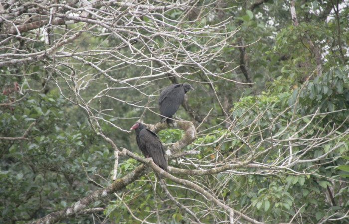 Fig.22 Zopilote cabecirojo, <i>Cathartes aura</i>, junto a Zopilote negro <i>Coragyps atratus</i>. Foto, Pablo Umaña Calderón.
