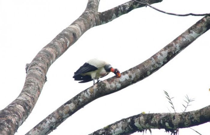Fig.3 <i>Sarcoramphus papa</i> familia (Cathartidae). Foto,Pablo Umaña.