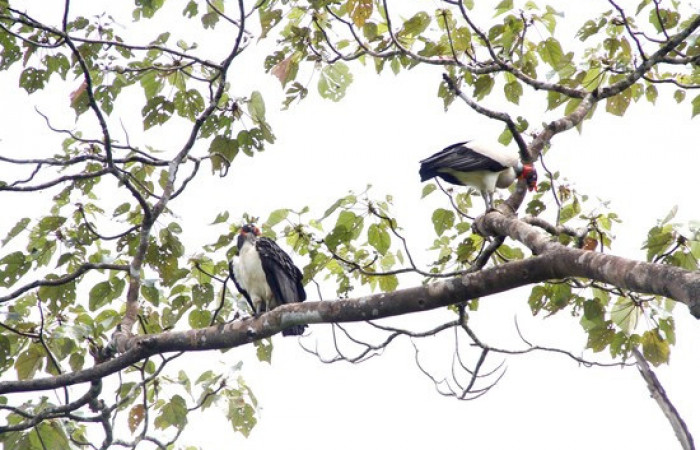 Fig.4 <i>Sarcoramphus papa</i> familia (Cathartidae). Foto,Pablo Umaña.