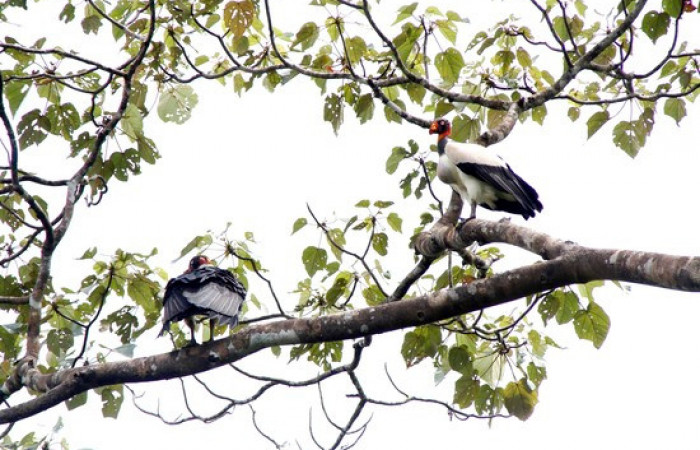 Fig.5 <i>Sarcoramphus papa</i> familia (Cathartidae), junto a un zopilote cabeciroja <i>Cathartes aura</i>. Foto,Pablo Umaña.