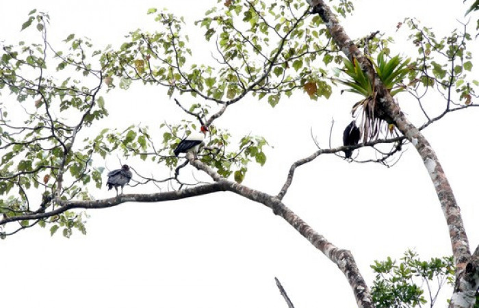 Fig.6 <i>Sarcoramphus papa</i> familia (Cathartidae): foto tomada por Pablo Umaña Calderón.