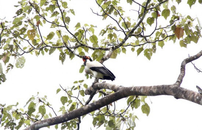 Fig.7 <i>Sarcoramphus papa</i> familia (Cathartidae). Foto,Pablo Umaña.