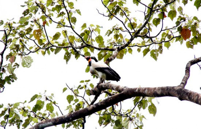 Fig.8 <i>Sarcoramphus papa</i> familia (Cathartidae. Foto,Pablo Umaña.