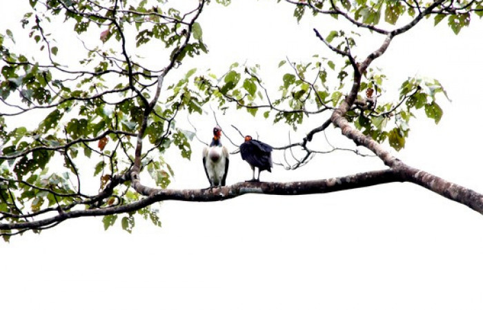 Fig.9 <i>Sarcoramphus papa</i> familia (Cathartidae), junto a un zopilote cabeciroja <i>Cathartes aura</i>. Foto, Pablo Umaña Calderón.