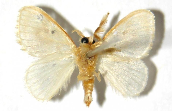 Fig. 19. Adulto <i>Dalcerides</i> sofiaDHJ01, vista ventral mide en alas abiertas 15 mm (Macho)
Voucher 00-SRNP-3346-DHJ329713