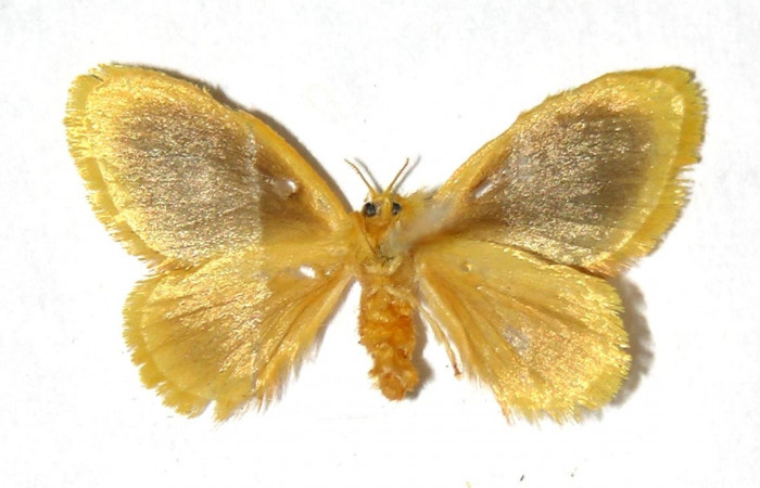 Fig. 17. Adulto <i>Dalcerides</i> mesoaDHJ02, vista ventral mide en alas abiertas 20 mm (hembra)
Voucher 02-SRNP-23135-DHJ329763