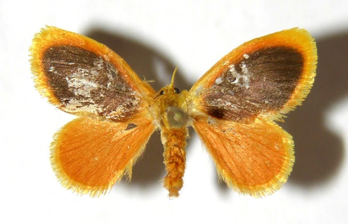 Fig 12. Adulto <i>Dalcerides gugelmanni</i>, vista dorsal en alas abiertas mide 18 mm.
Voucher 04-SRNP-1056-DHJ329754