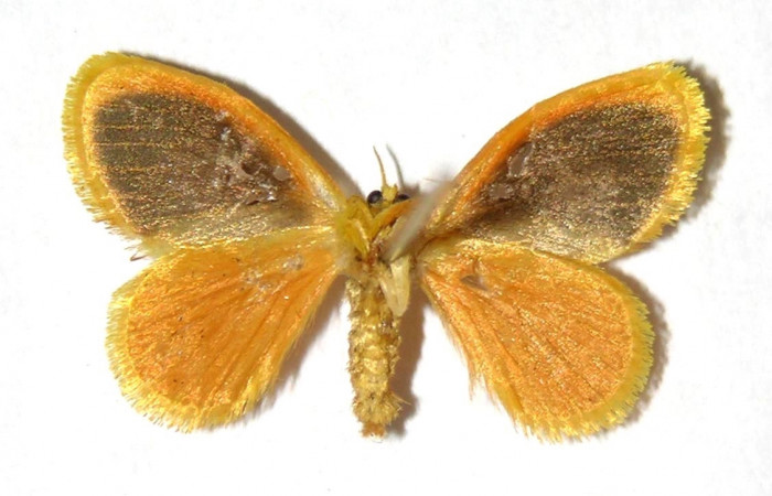 Fig 13. Adulto <i>Dalcerides gugelmanni</i>, vista ventral, mide en alas abiertas 18 mm.
Voucher 04-SRNP-1056-DHJ329755