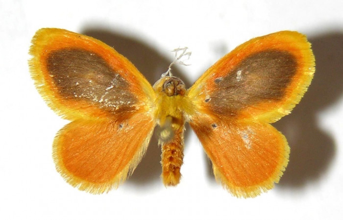 Fig 10. Adulto <i>Dalcerides gugelmanni</i>, vista dorsal en alas abiertas mide 19 mm (hembra). 
Voucher 04-SRNP-1059-DHJ329752