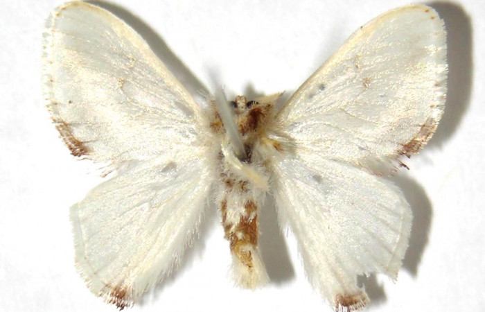 Fig. 21. Adulto <i>Dalcerides</i> albaDHJ02, vista ventral mide en alas abiertas 19 mm (Macho) 
Voucher 05-SRNP-7173-DHJ329719