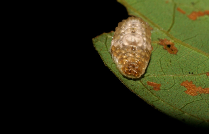 Fig. 2. Larva <i>Dalcerides gugelmann</i>i, en último estadio, con una medida de 9 mm largo comiendo <i>Mimosa watsonii</i>; Sector Pitilla. 
Voucher 06-SRNP-33734-DHJ416320.jpg