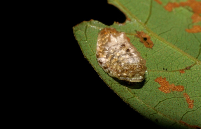 Fig.3. Larva <i>Dalcerides gugelmanni</i>, en último estadio, con una medida de 9 mm largo comiendo <i>Mimosa watsonii</i>; Sector Pitilla. 
Voucher 06-SRNP-33734-DHJ416323.jpg