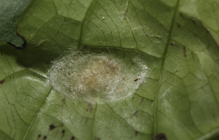 Fig. 6. Prepupa <i>Dalcerides gugelmanni</i>, en último estadio, con una medida de 6 mm largo, datos de la imagen 07/30/2014. Estación Biológica Quica. Voucher  14-SRNP-71395-DHJ723659.jpg.