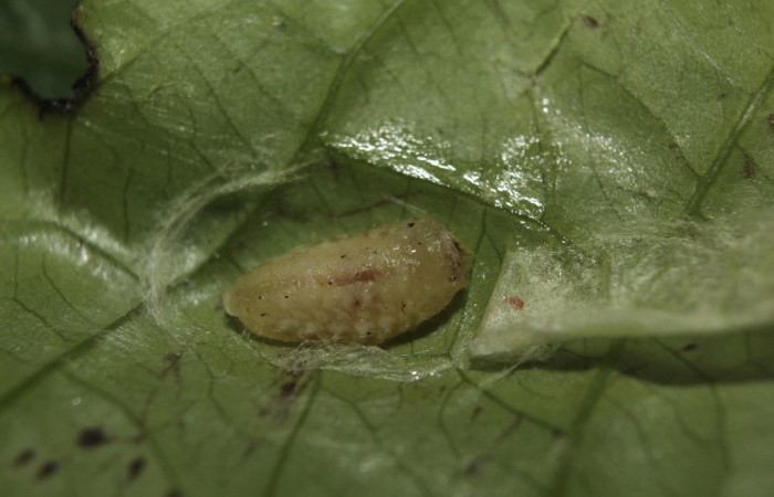 Fig. 7. Prepupa <i>Dalcerides gugelmanni</i>, en último estadio, con una medida de 6 mm largo, datos de la imagen 07/26/2014. Estación Biológica Quica
Voucher  14-SRNP-71395-DHJ723660.jpg