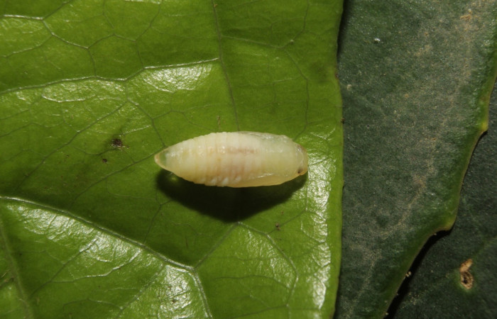 Fig 8. Pupa <i>Dalcerides gugelmanni</i>, de 5 mm de largo, imagen del Sector Quica.
Voucher 14-SRNP-71395-DHJ723733.jpg