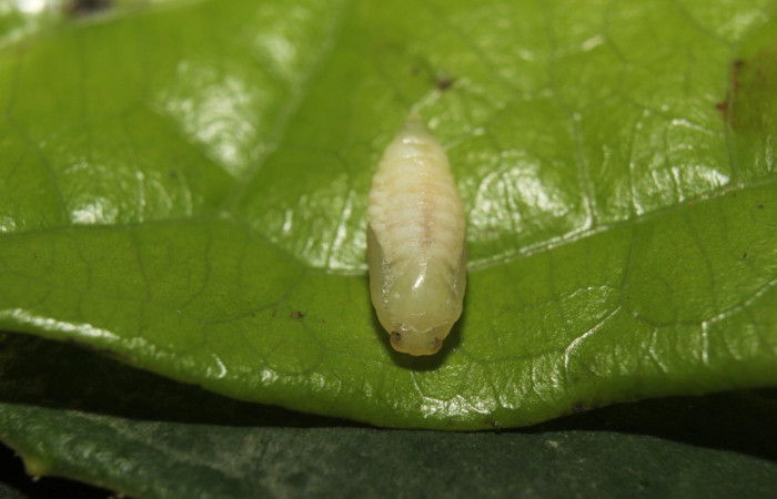 Fig 9. Pupa <i>Dalcerides gugelmanni</i>, de 5 mm de largo, imagen del Sector Quica.
Voucher 14-SRNP-71395-DHJ723734.jpg