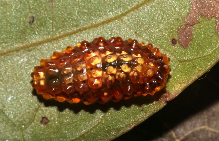 Fig. 16. Larva <i>Dalcerides</i> mesoaDHJ02, vista dorsal entero, en último estadio, medida de 11mm de largo. Voucher 17-SRNP-31967-DHJ739835.jpg.