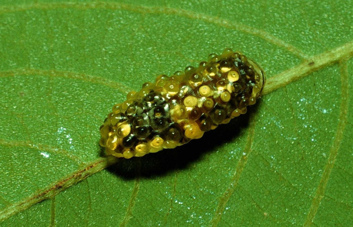 Fig. 20. Larva <i>Dalcerides alba</i>, vista dorsal entero,en ultimo estadio, imagen de Santa Rosa.
Voucher 92-SRNP-3711-DHJ16231.jpg