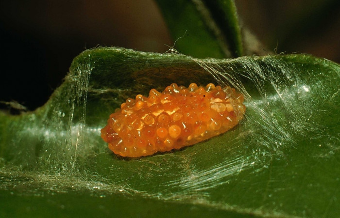  Fig. 18. Larva <i>Dalcerides</i> sofiaDHJ01, vista dorsal entero,en ultimo estadio, imagen de Santa Rosa.
Voucher 94-SRNP-8518-DHJ27098.jpg