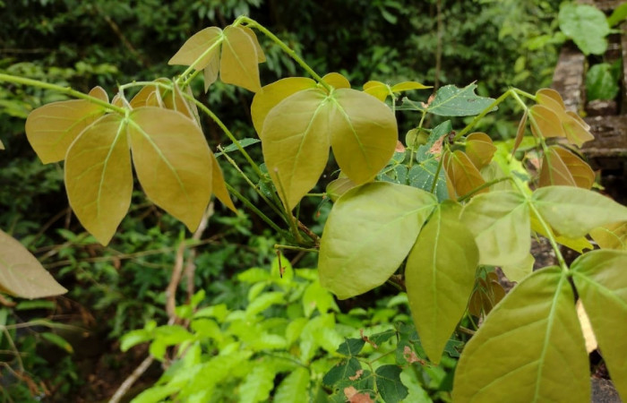 Fig 4. <i>Mimosa watsonii</i>
; familia (Fabaceae), planta hospedera de dos metros de altura, de larva <i>Dalcerides gugelmanni</i>, familia (Dalceridae), creciendo en Estación Llanura, Foto, Cirilo Umaña, 04/13/2023.