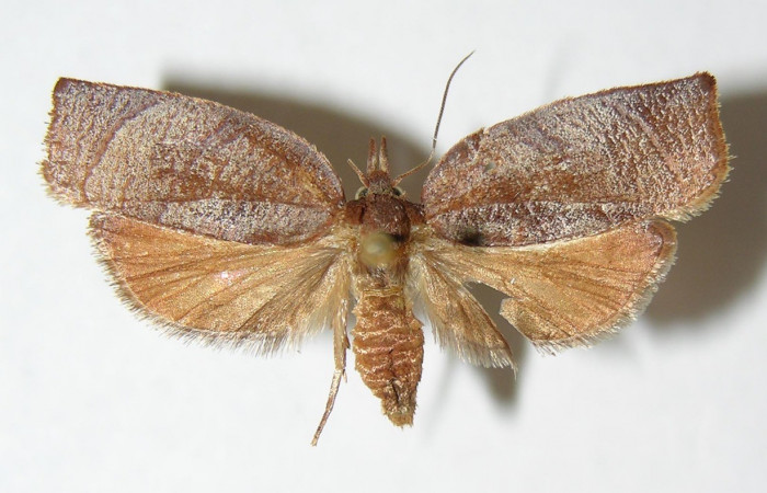 Fig. 20. Adulto hembra vista dorsal de <i>Amorbia cacao</i>. Voucher: 00-SRNP-10256-DHJ339144